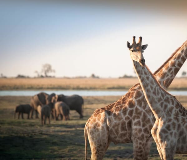 Girafas elefantes Botswana