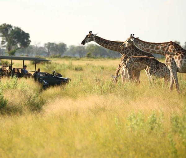 Safari andBeyond Nxabega Okavango