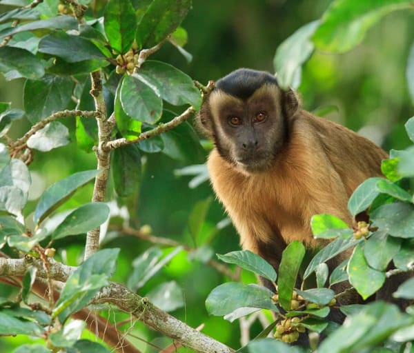 Cristalino lodge macaco prego das guianas