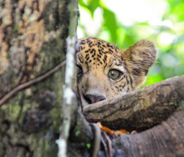 Emiliano ramalho uakari lodge b