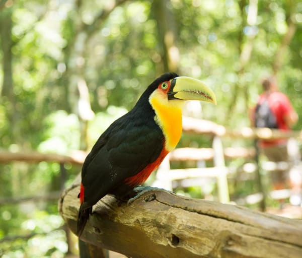 Foz do iguacu parque das aves ave