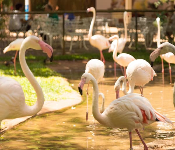 Foz do iguacu parque das aves flamingos