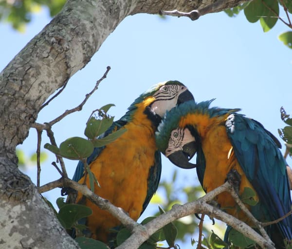 Ms barra mansa pantanal arara