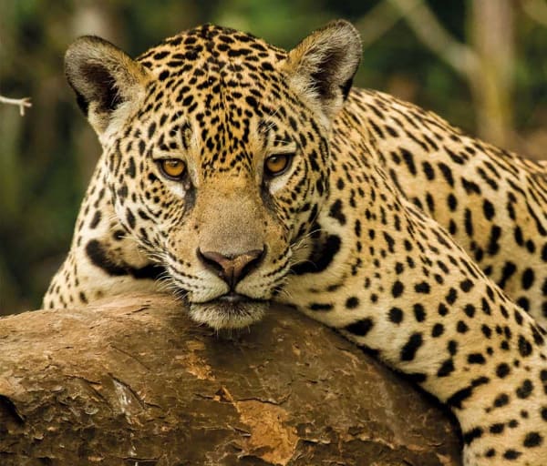 Onça do Pantanal