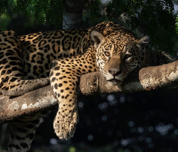 Onca pintada pantanal