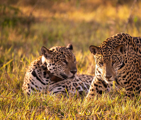 Pantanal onca pintada