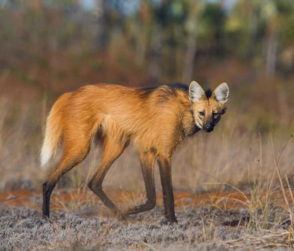 Pousada trijuncao lobo guara
