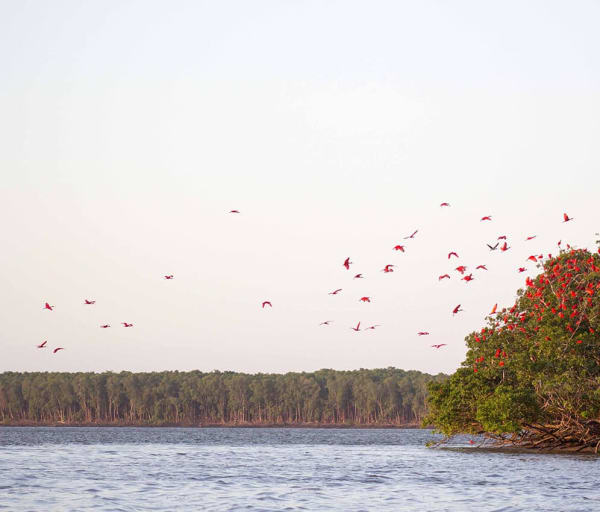 Shutterstock maranhao parnaiba revoada passaros