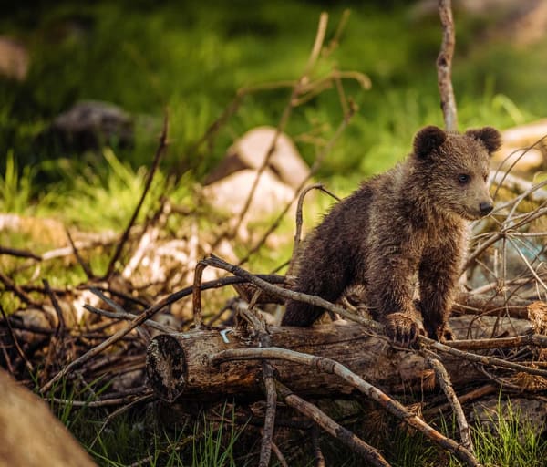 Canada urso filhote