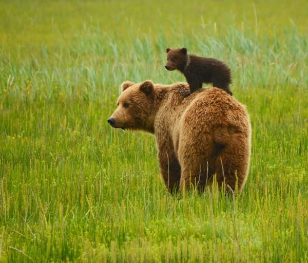 Canada urso mae filhote
