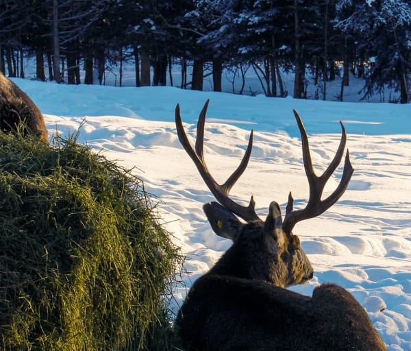 Canada yukon whitehorse animal