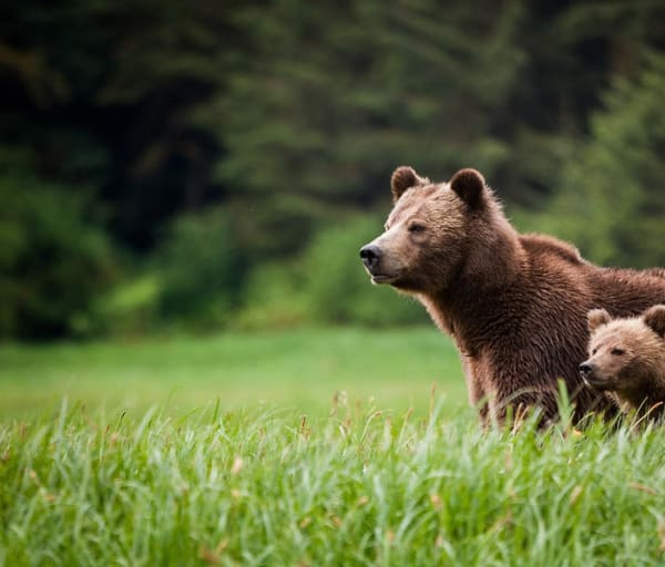 Knight inlet lodge urso com bebe
