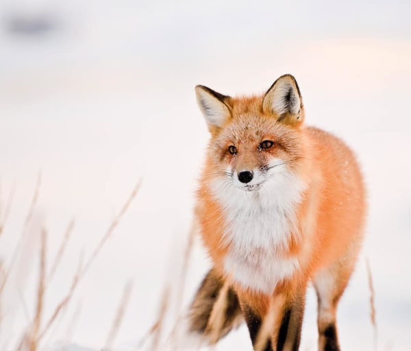 raposa manitoba churchill
