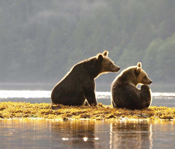 urso pardo spirit bear