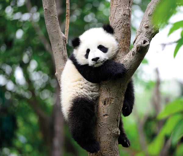 Bebe panda