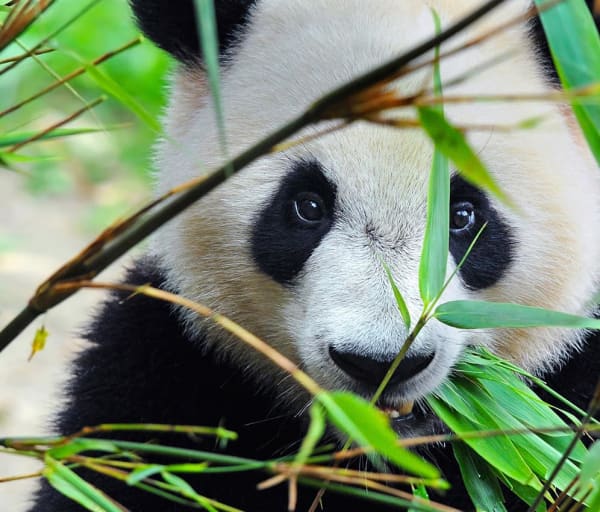 Panda china