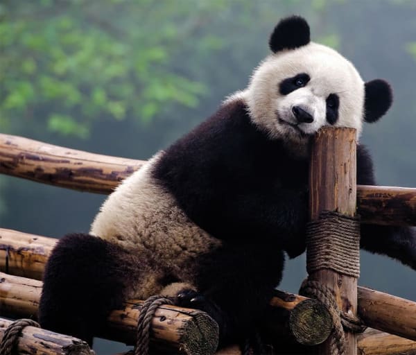 Panda posando