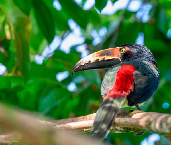Costa rica aracari