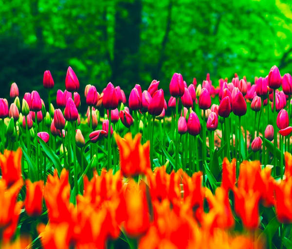 Amsterdam tulipas