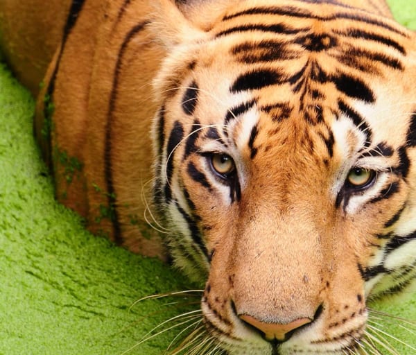 Pacote Índia: Tigre de Bengala, Reserva de Animais, Parque Nacional