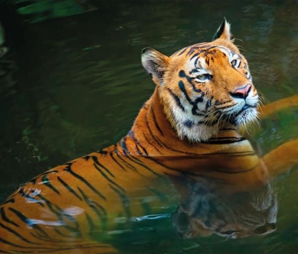 Tigre india