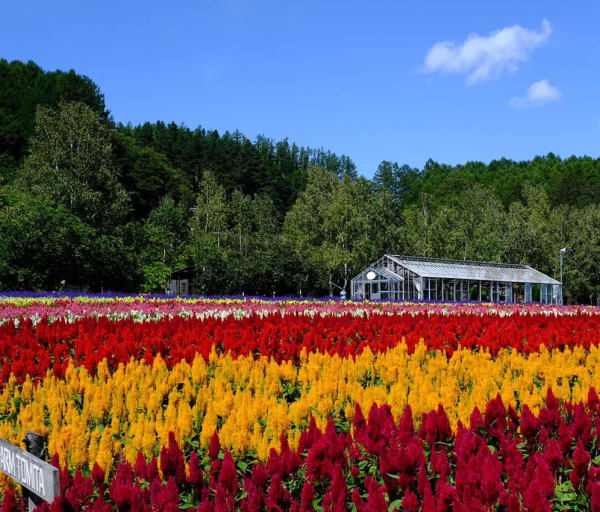 Furano japao hokkaido travel navi campo flores coloridas casa
