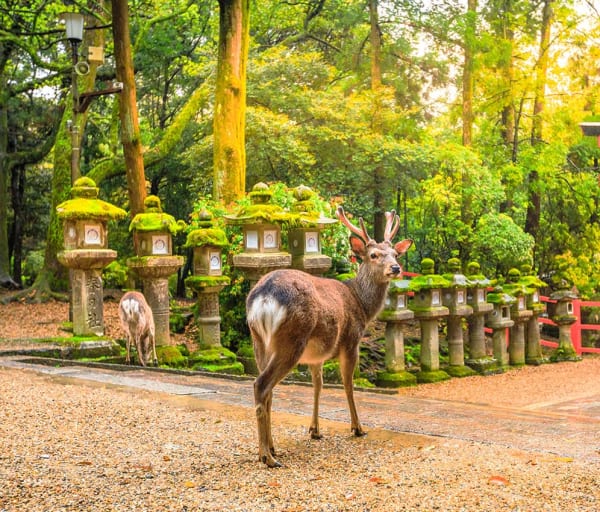 Japao nara parque cervos entrada