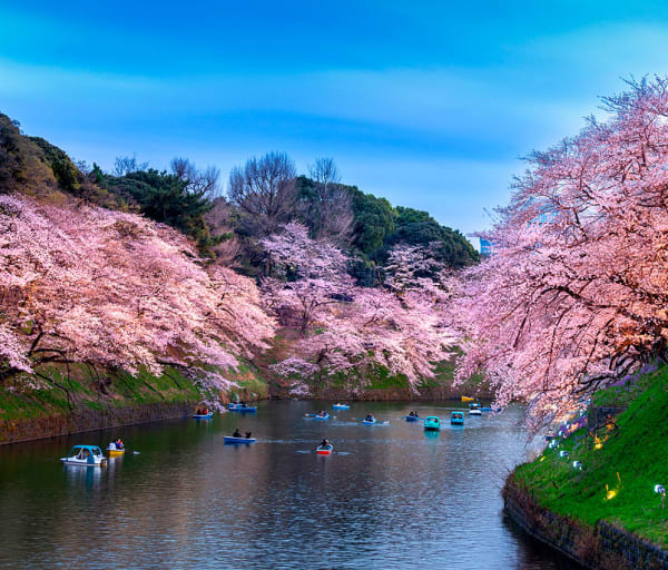 Japao tokyo cerejeiras parque chidorigafuchi