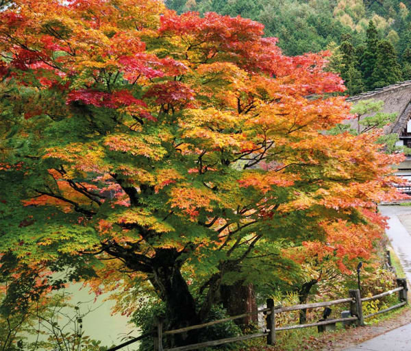 Takayama