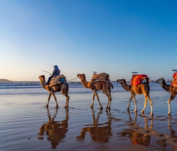Cidade Essaouira, camelos