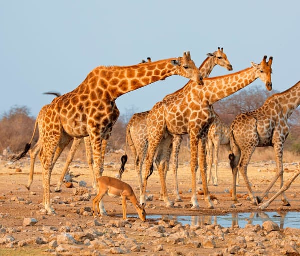 Etosha national park namibia safari d