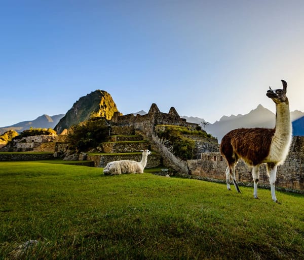 Lhamas em machu picchu