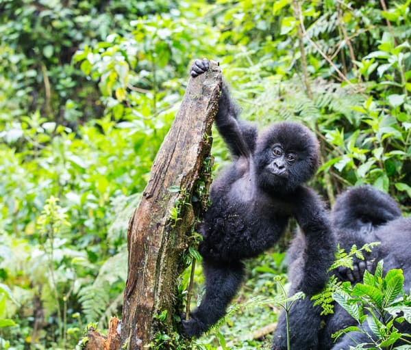 Ruanda gorila bebe brincando