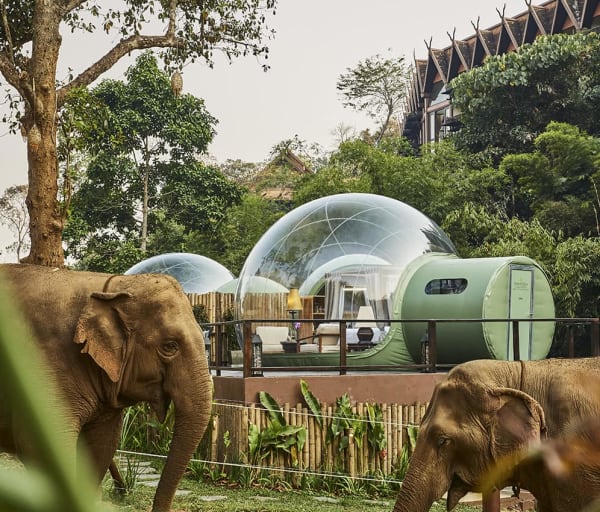 Tailandia anantara goldentriagleelephantcamp guestroom bolha elefante