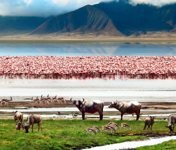 cratera de ngorongoro