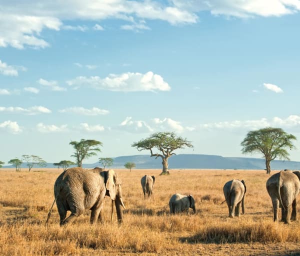 Elefantes safári Serengeti, Tanzânia