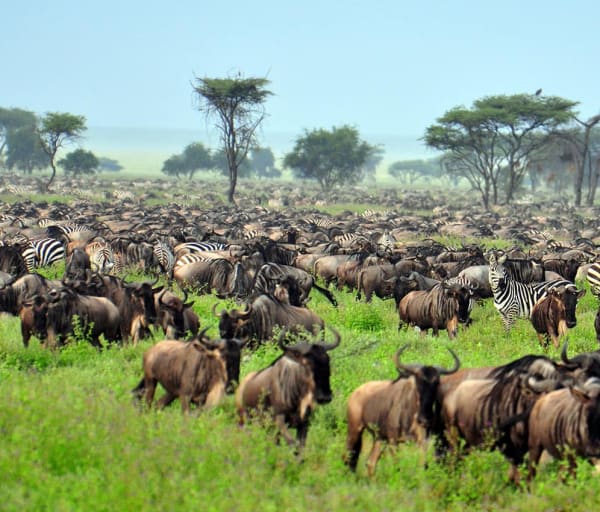 Grande Migração, Parque Nacional Serengeti, Tanzânia