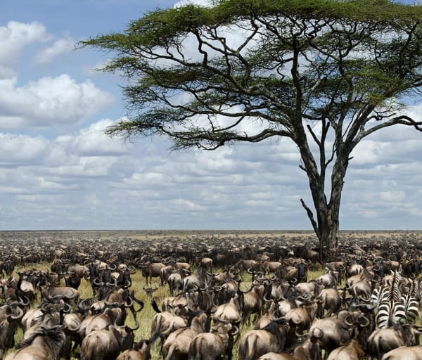 Manada de gnus