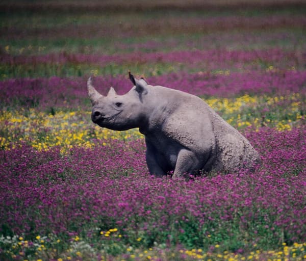 Rinoceronte negro na cratera ngorongoro