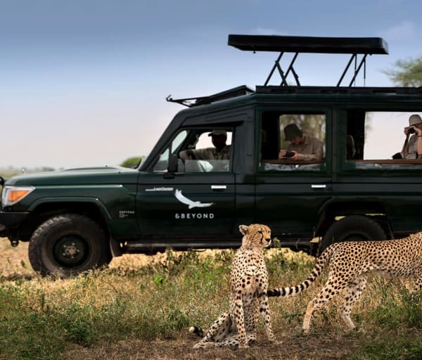 Tanzania serengeti under canvas game dribe cheetah