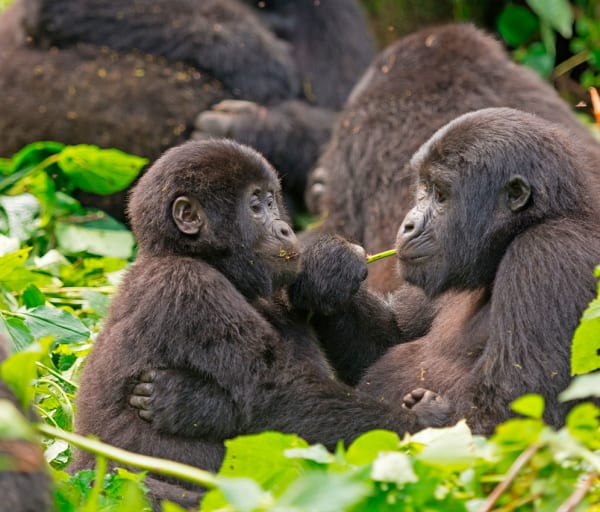 Gorilas da Montanha, Mãe e filho