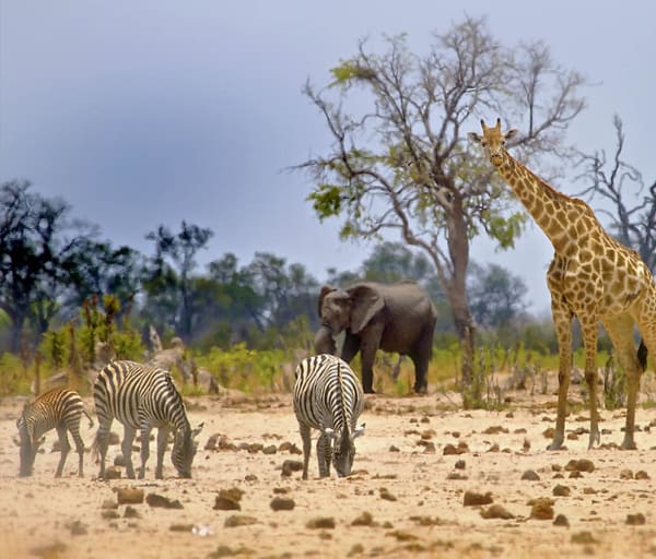 Zimbabue parque nacional hwange girafa