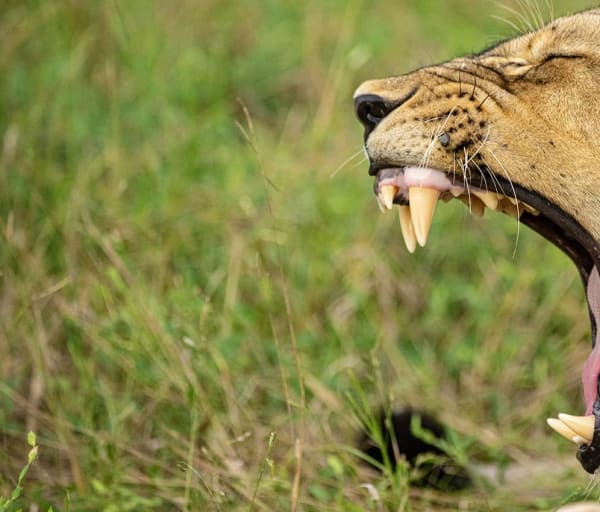 Zimbabue parque nacional mana pools leoa