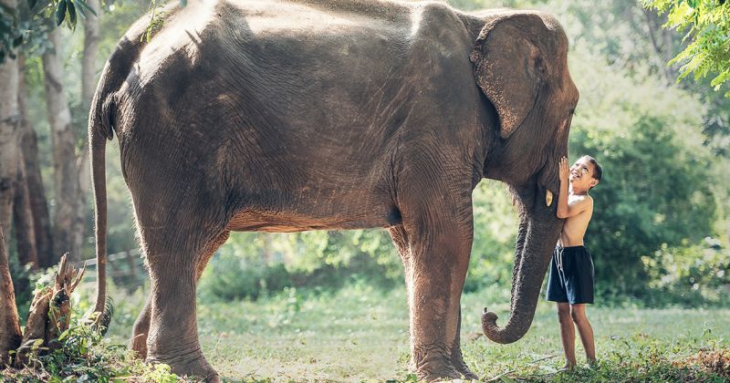 garoto e elefante