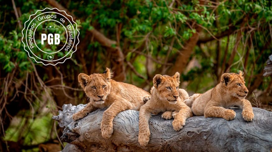 Africa do sul pgb kapama lodge filhotes leao