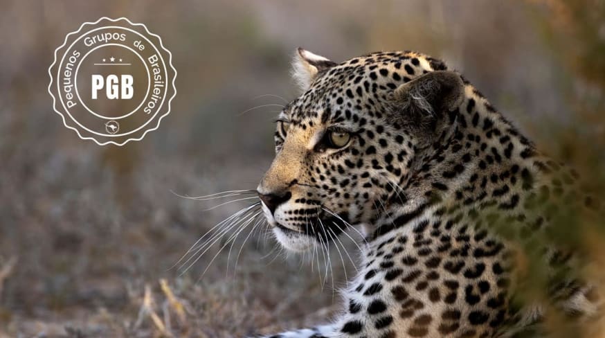 Africa do sul pgb kapama lodge leopardo