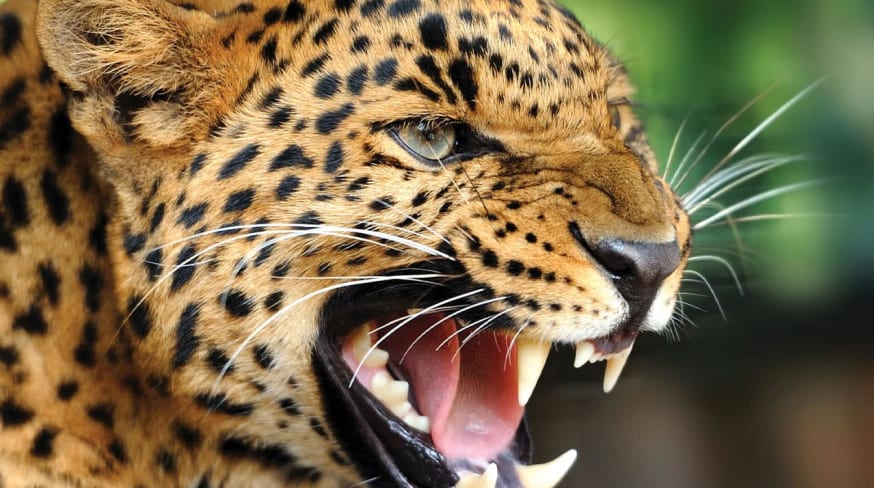 Cheetah na africa do sul