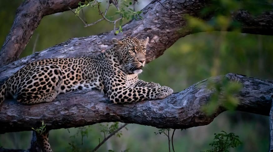 Cheetah plains leopardo jake johnstone