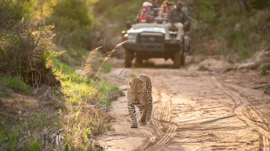 Kapama game reserve game drive experience