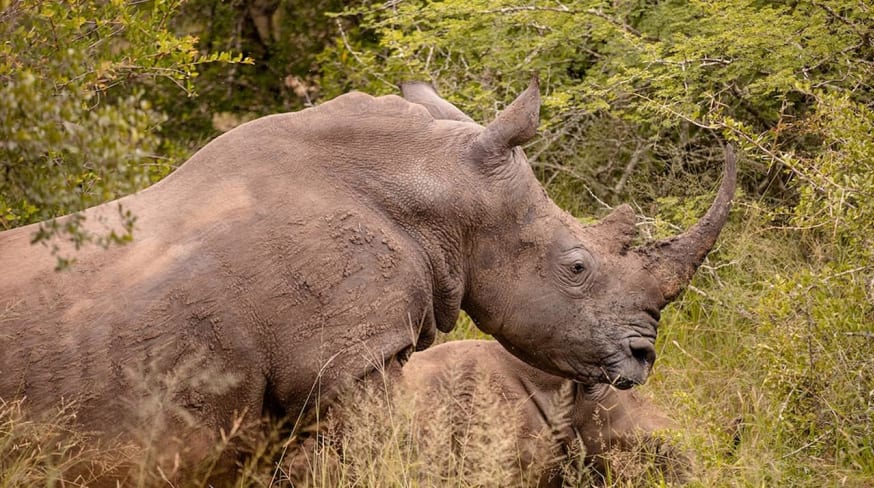 Kapama southern camp game drive rinoceronte